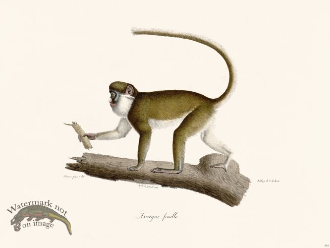 Cuvier 342 Female Ascagne