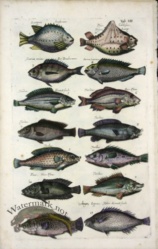 (image for) 1660_Sea_life_18