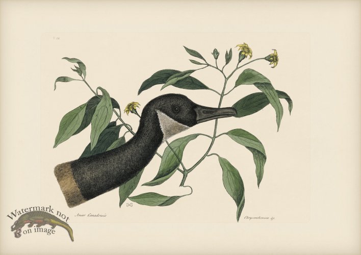 (image for) 092 Canadian Goose