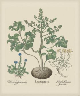 Besler 193 Colored B2