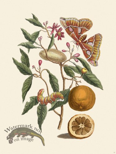 (image for) Merian Metamorphosis 65