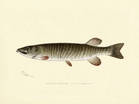 Pickerel - Banded