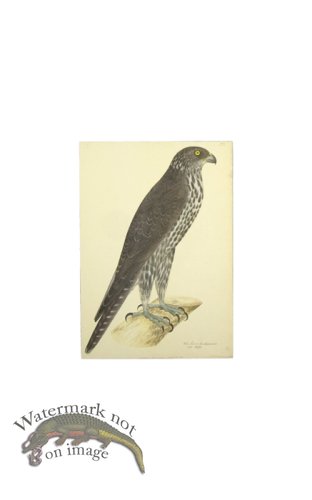 (image for) GYR FALCON . PL 13