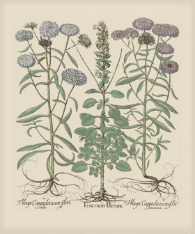 Besler 236 Colored B2