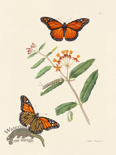 (image for) Abbot Butterfly 006