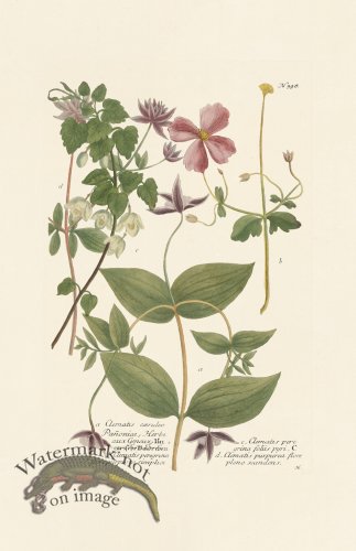 (image for) Weinmann PL 398