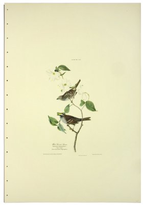 White Throated Sparrow L.E.