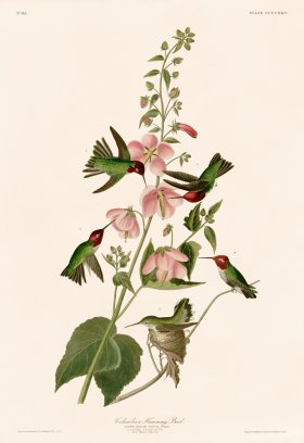 425 Annas Hummingbird