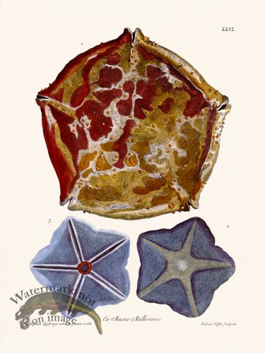 (image for) Knorr Sealife 26