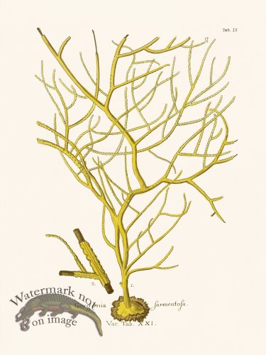 (image for) Esper Coral 004