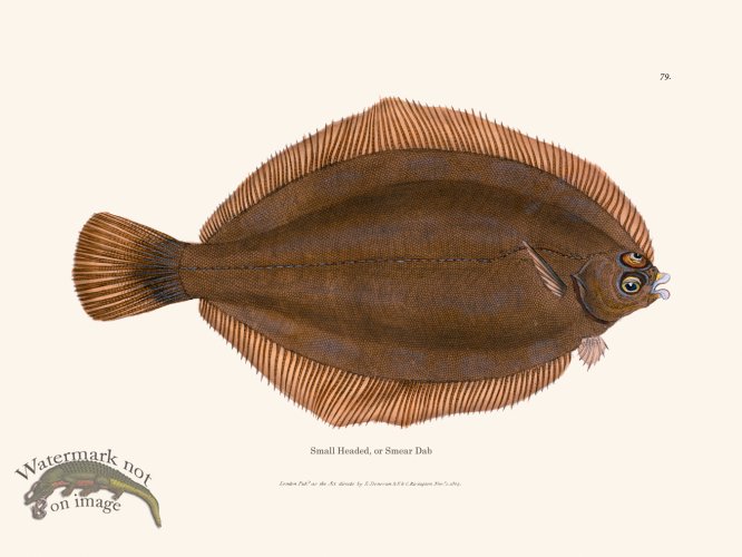 (image for) 079 Small Headed, or Smear Dab
