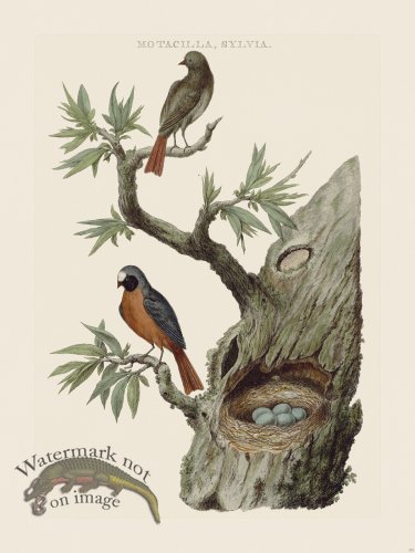 (image for) Nozeman Bird 173