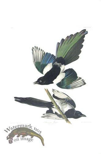 (image for) American Magpie