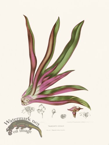 Horticulture of Java 05
