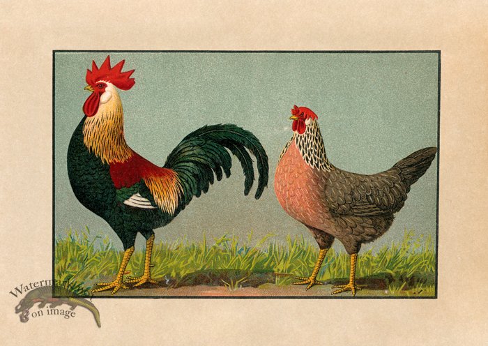 (image for) Chicken 01