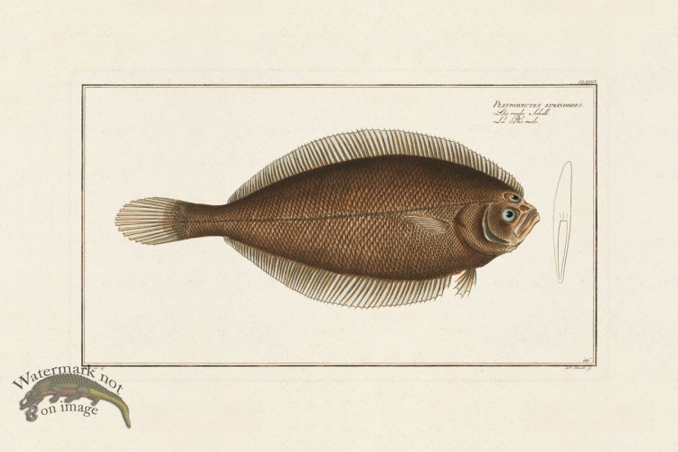 (image for) BLOCH FISH 186