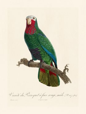 Barraband Parrot 107b