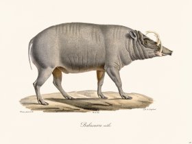 Cuvier 239 Male Babiroussa