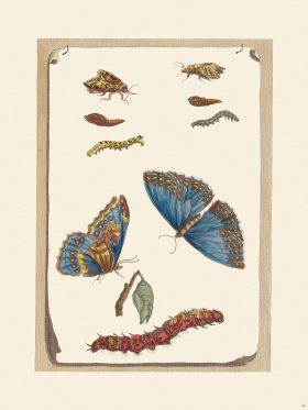 Merian Metamorphosis 68