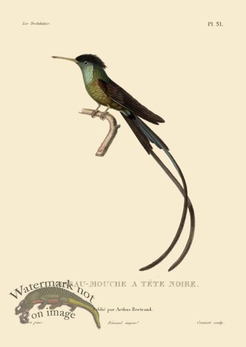 (image for) Humming Bird 51