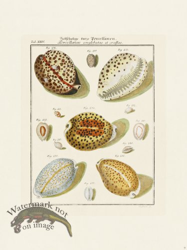 (image for) Martini Shells 009