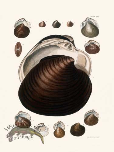 (image for) Cpt Brown Shell 13