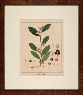 Hayne's Botanical in Burl 15