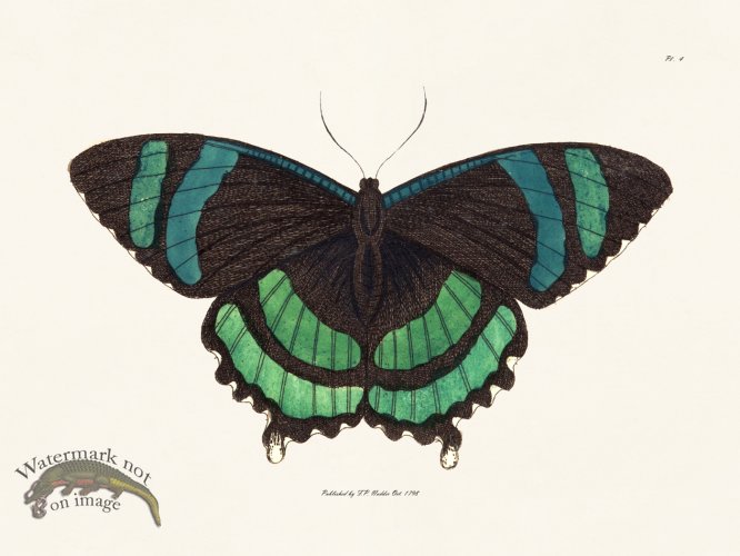 (image for) Nodder BF 04