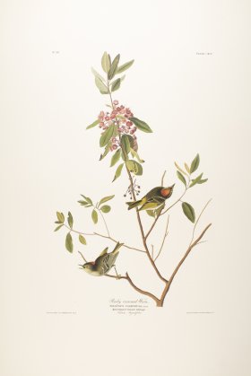 Ruby Crowned Regulus