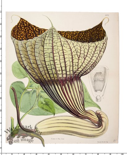 (image for) Curtis Botanical 016