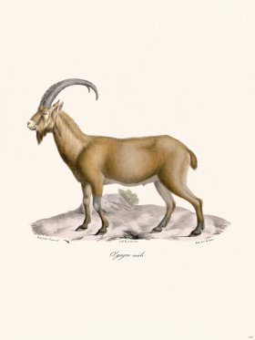 Cuvier 144 Xgagre Male