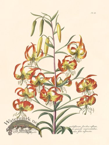 (image for) Trew Botanical 11