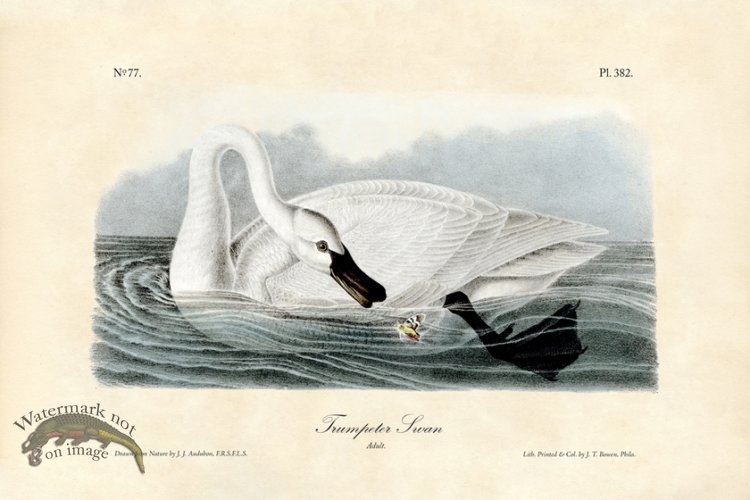 Trumpeter Swan
