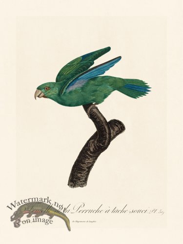 (image for) Barraband Parrot 059