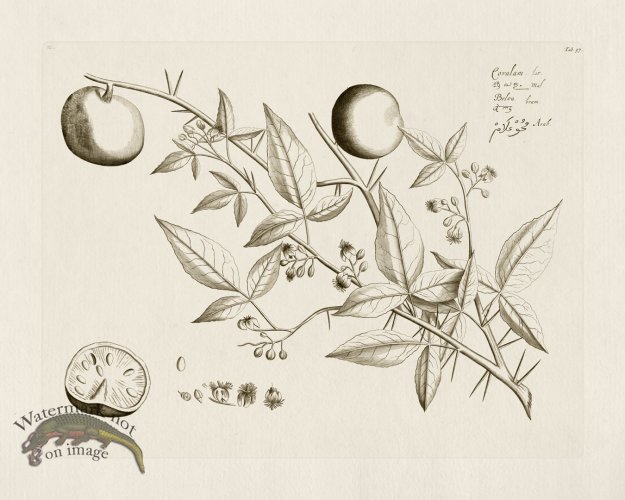 (image for) HORTUS VOl 03 37