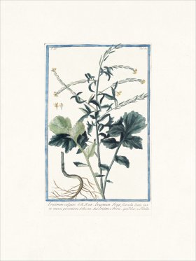 Bonelli 337 Wall flower