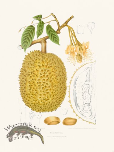 (image for) Horticulture of Java 27