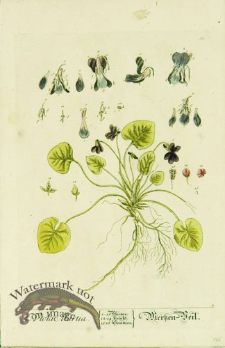 (image for) Blackwell German 105