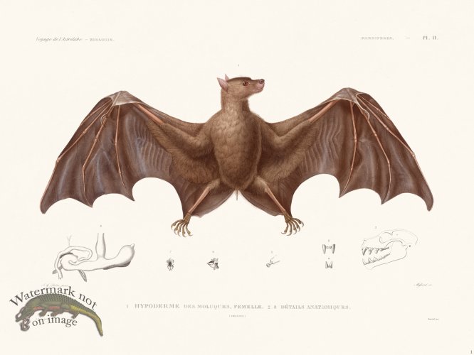 (image for) Bats of the World 01