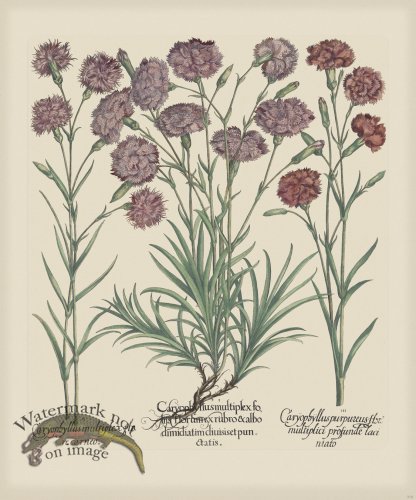 (image for) Besler 310 Colored B2