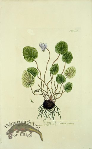 (image for) Blackwell E 55