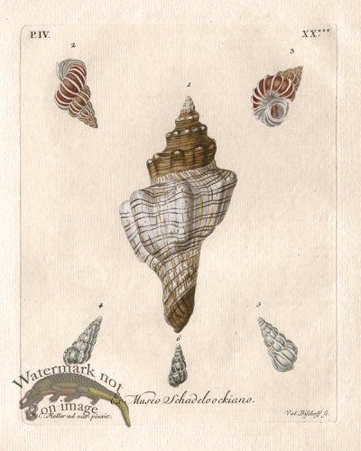 (image for) Knorr Shell 09