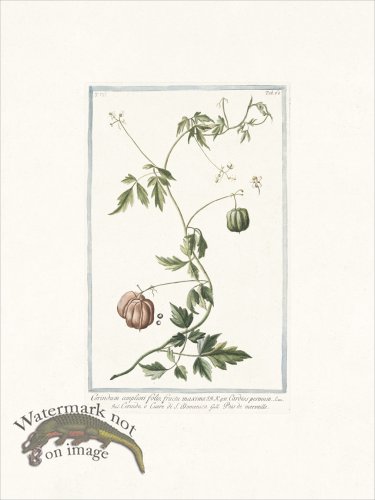 (image for) Bonelli 668 faux persil