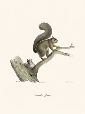 Cuvier 271 Ccuruil Of Lyrenees