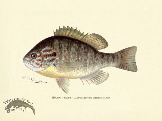 (image for) Sunfish