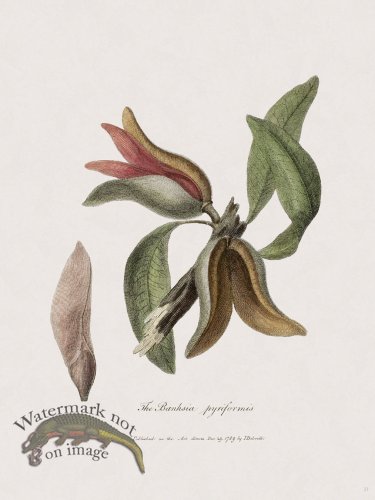 21 New Holland Caffowary