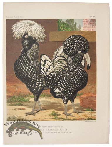 (image for) Silver Spangled Polish