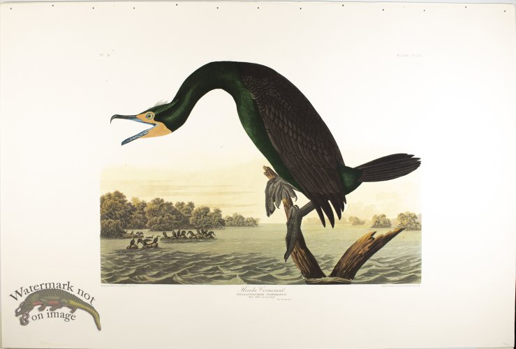 Flordia Cormorant