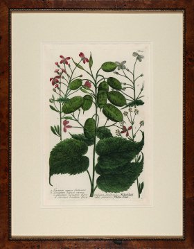 Weinmann Burl with Gold DM 08