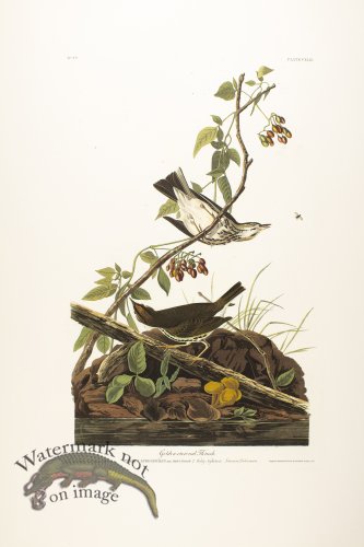 (image for) Golden Crowned Thrush